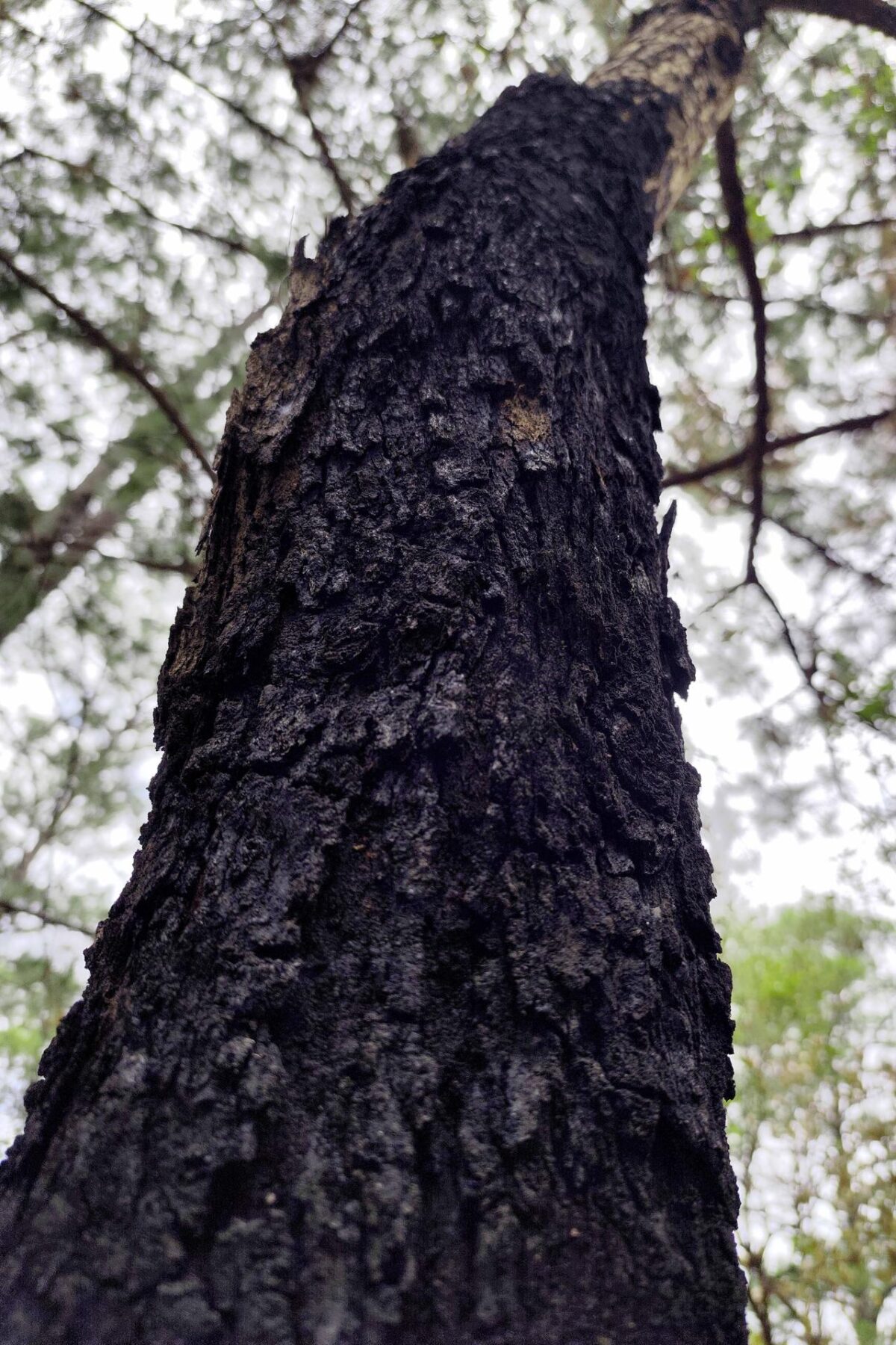 Fotografía de un árbol de roble afectado por un incendio forestal, en la aldea Loma Alta, municipio de Santa Lucia (Honduras). EFE/ Gustavo Amador