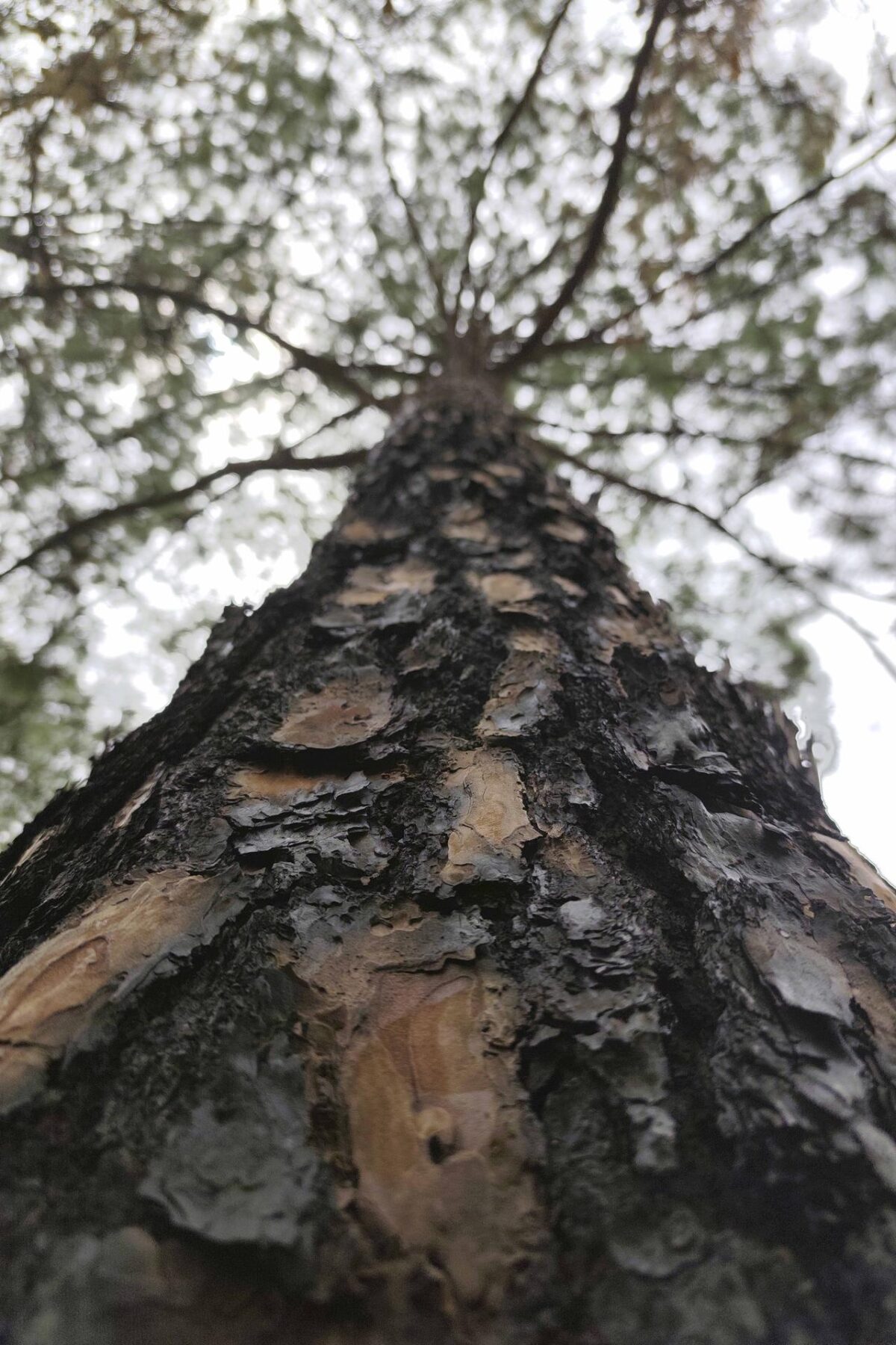 Fotografía de un árbol de pino afectado por un incendio forestal en la aldea Loma Alta, municipio de Santa Lucia (Honduras). EFE/ Gustavo Amador