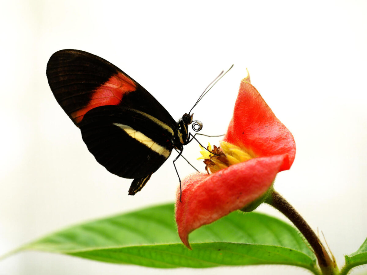 Una Heliconius melpomene con una carga de granos de polen. Crédito: Louise Bestea