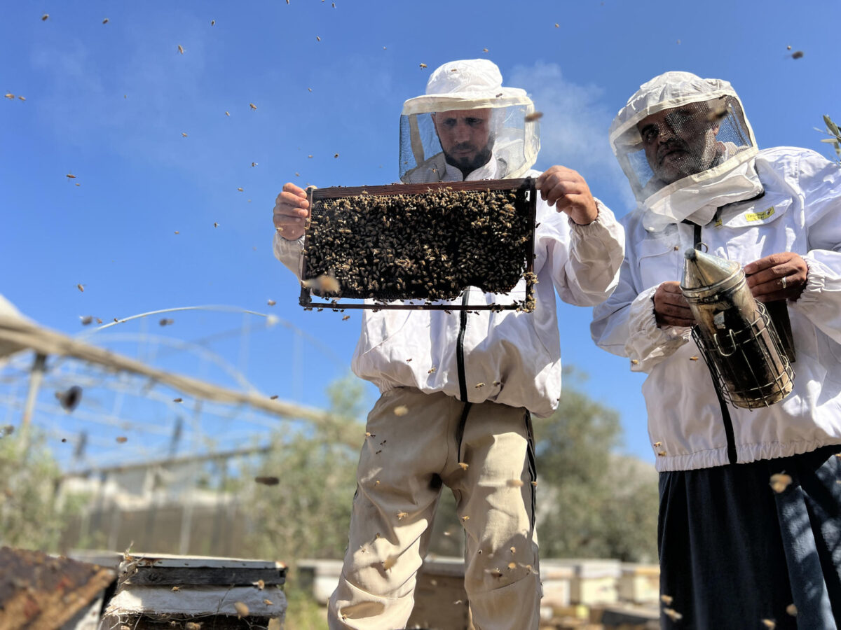 En Gaza, la ofensiva israelí no solo ha acabado con edificios enteros, también con árboles y huertos que servían de sustento a las abejas de Sameh Al Aqad. Tras meses desplazado lejos de sus colmenas, este gazatí las va reconstruyendo sin apenas recursos, para llenarlas de nuevo de unos insectos que, dice, forman parte de su sangre. EFE