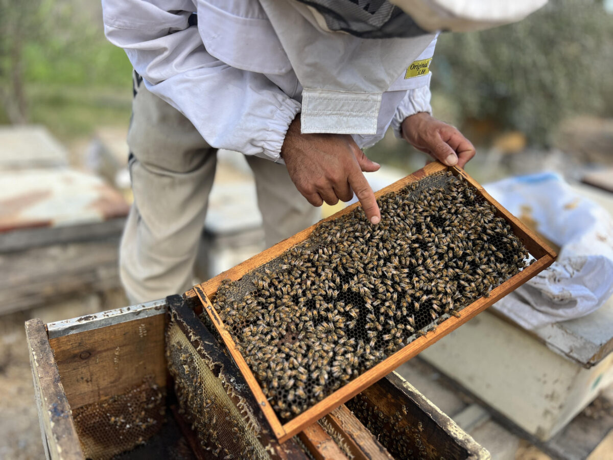 En Gaza, la ofensiva israelí no solo ha acabado con edificios enteros, también con árboles y huertos que servían de sustento a las abejas de Sameh Al Aqad. Tras meses desplazado lejos de sus colmenas, este gazatí las va reconstruyendo sin apenas recursos, para llenarlas de nuevo de unos insectos que, dice, forman parte de su sangre. EFE