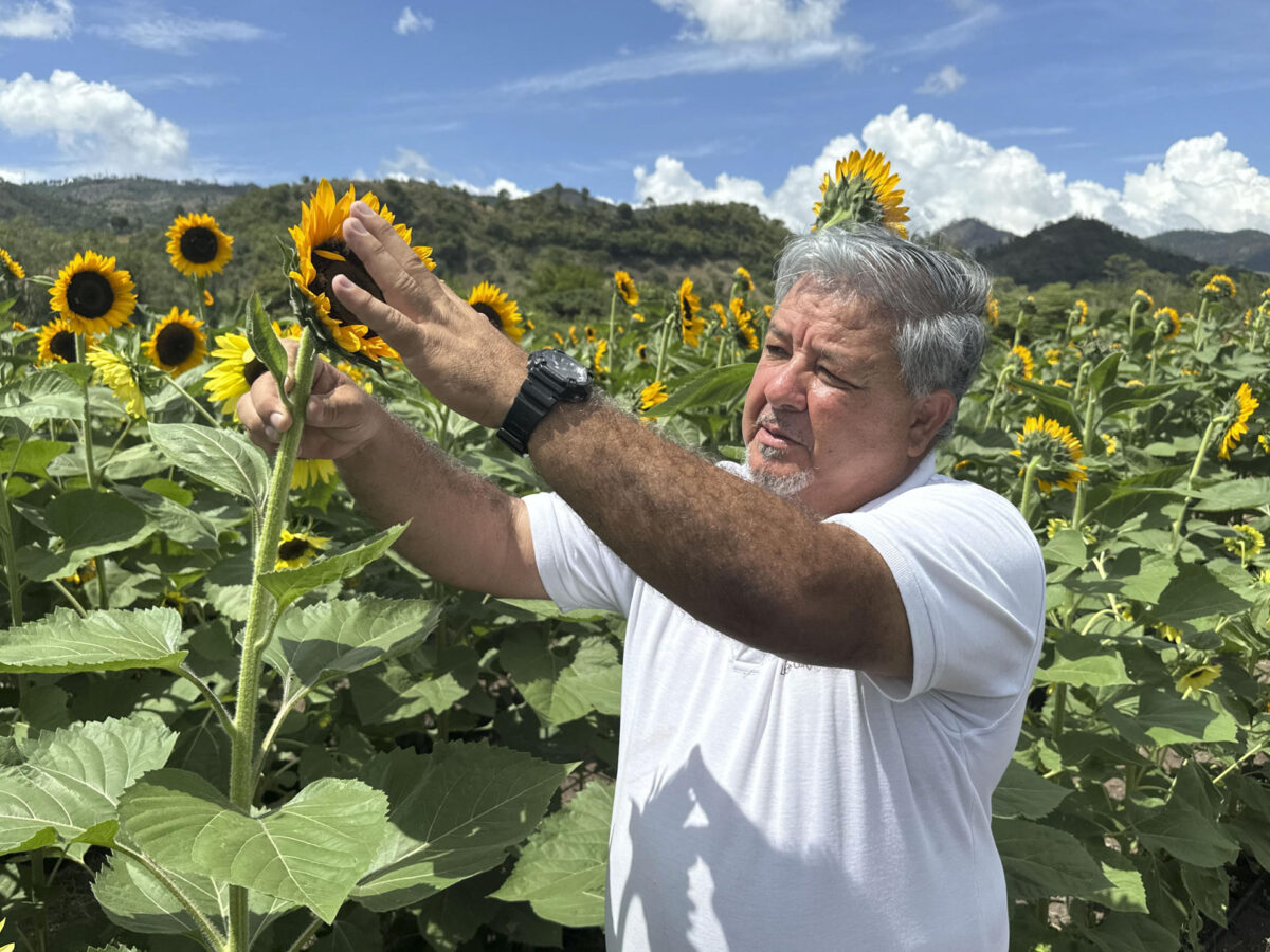 Fotografía que muestra al gerente de Operaciones del Paseo de los Girasoles, Raúl Cueva, durante una entrevista con EFE en Paseo de los Girasoles de Copán Ruinas (Honduras). EFE/ Germán Reyes