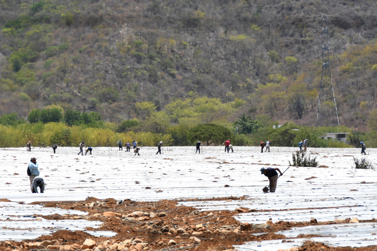 Agricultores trabajan en cultivos de melones en El Jícaro (Guatemala). EFE/ Alex Cruz