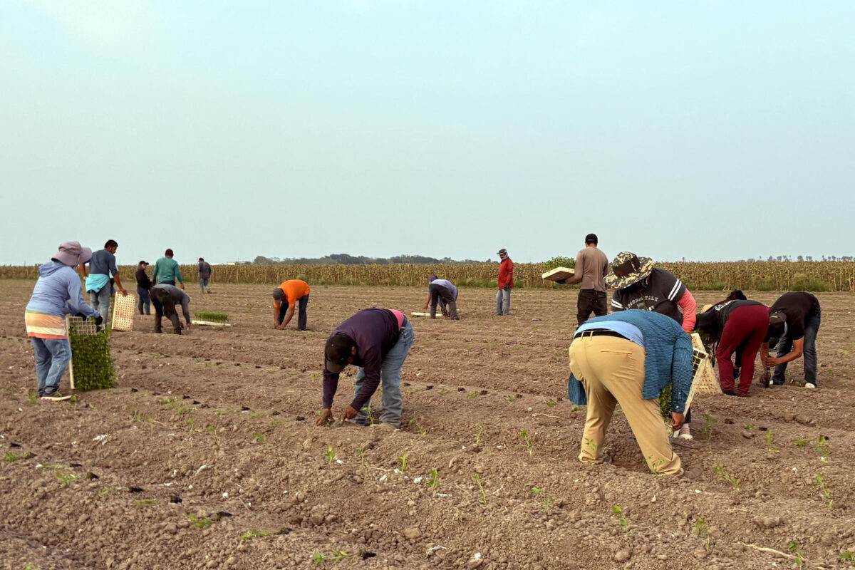 Trabajadores siembran jalapeño el 29 de septiembre de 2026 en Álamo, Texas (Estados Unidos). EFE/ Alejandra Arredondo