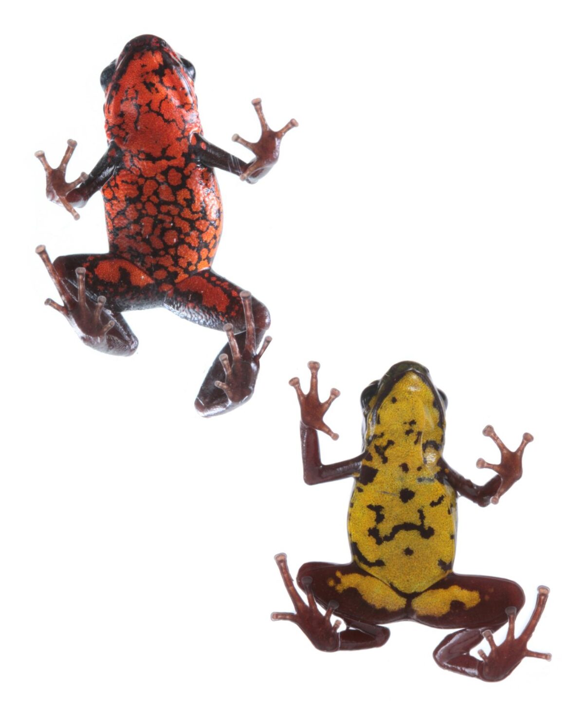 Fotografía cedida por el Instituto Nacional de Biodiversidad (Inabio) que muestra ranas pequeñas y venenosas de la especie Excidobates perplexus, la cual se encuentra amenazada por la minería y por la captura ilegal para el comercio, de acuerdo al Inabio de Ecuador. EFE/ Instituto Nacional de Biodiversidad